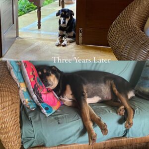 Vir Das Instagram - This is stupee. Today is his ‘gotcha day’. Three years ago, a week after our dog Watson passed, he showed up at our door. He lived on the street and was scared to come inside. It’s like Watson sent him. Nowadays he sleeps by our bed, has claimed this sofa, and leaves the house once a day to check on a lady who fed him as a puppy. He goes says hi, checks on her, and then comes home…our home…his home.