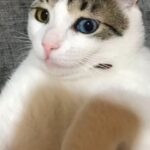 Volkan Keskin