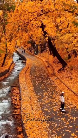 Volkan Severcan Instagram - Günaydın…😀💐♥️🧿
Harika bir gün diliyorum…
🍂🍁🥰

Kazakistan, Almatı, Golden Fall