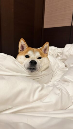 Wei Xia Instagram - 真的要看到最後⋯
最後Hachi 那個笑容真的是要把我融化了🥹💜
Hachi 真的太多表情包了哈哈哈哈