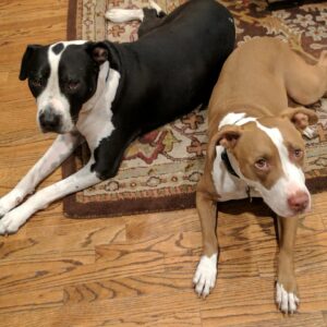 Wil Wheaton Instagram - I reached back to 2017 for this week's #MarloweMonday, because this weekend marked our third year without Seamus, and we all miss him. Here she is, with her best buddy, waiting for dinner.