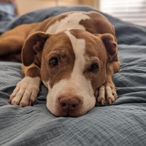 Wil Wheaton Instagram - Marlowe says she loves you. #MarloweMonday