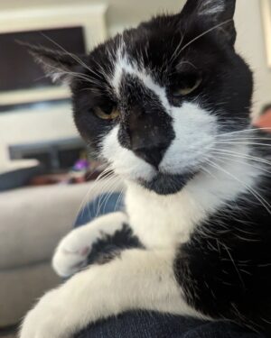 Wil Wheaton Instagram - Watson Q. Pottybottoms, aka His Majesty, aka the Complaint Department, aka Anne's boyfriend.