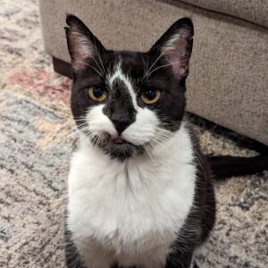 Wil Wheaton Instagram - Watson wishes a blessed #Caturday to all the staff, everywhere, who come as close as a sweet, sweet, adorably stupid human can come to meeting the very reasonable demands issued by him and his feline siblings.

He knows we all do our best, bless our hearts.