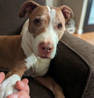 Wil Wheaton Instagram - When she wants a cuddle, she gets in her spot on the couch, reaches out for my hand, and pulls me toward her.

#MarloweMonday