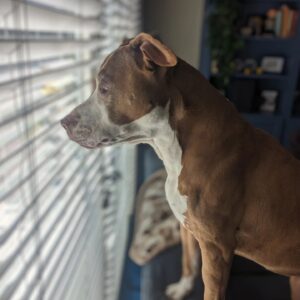 Wil Wheaton Instagram - Anne has befriended an unkindness of ravens, and while they are enjoying their peanuts in the garden, Marlowe is having a heckin' stress. #MarloweMonday
