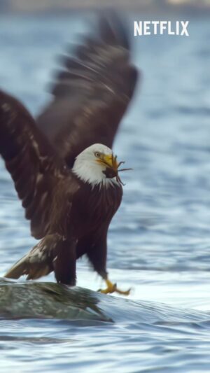 Will Arnett Instagram - Ever seen a crab stuck to an eagle’s face?