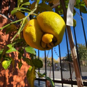 Willam Belli Instagram - this lil lemon i grew musta pushed too hard or taken on too many other fruit fillers at MAL weekend.