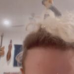 Willam Belli