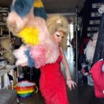 Willam Belli