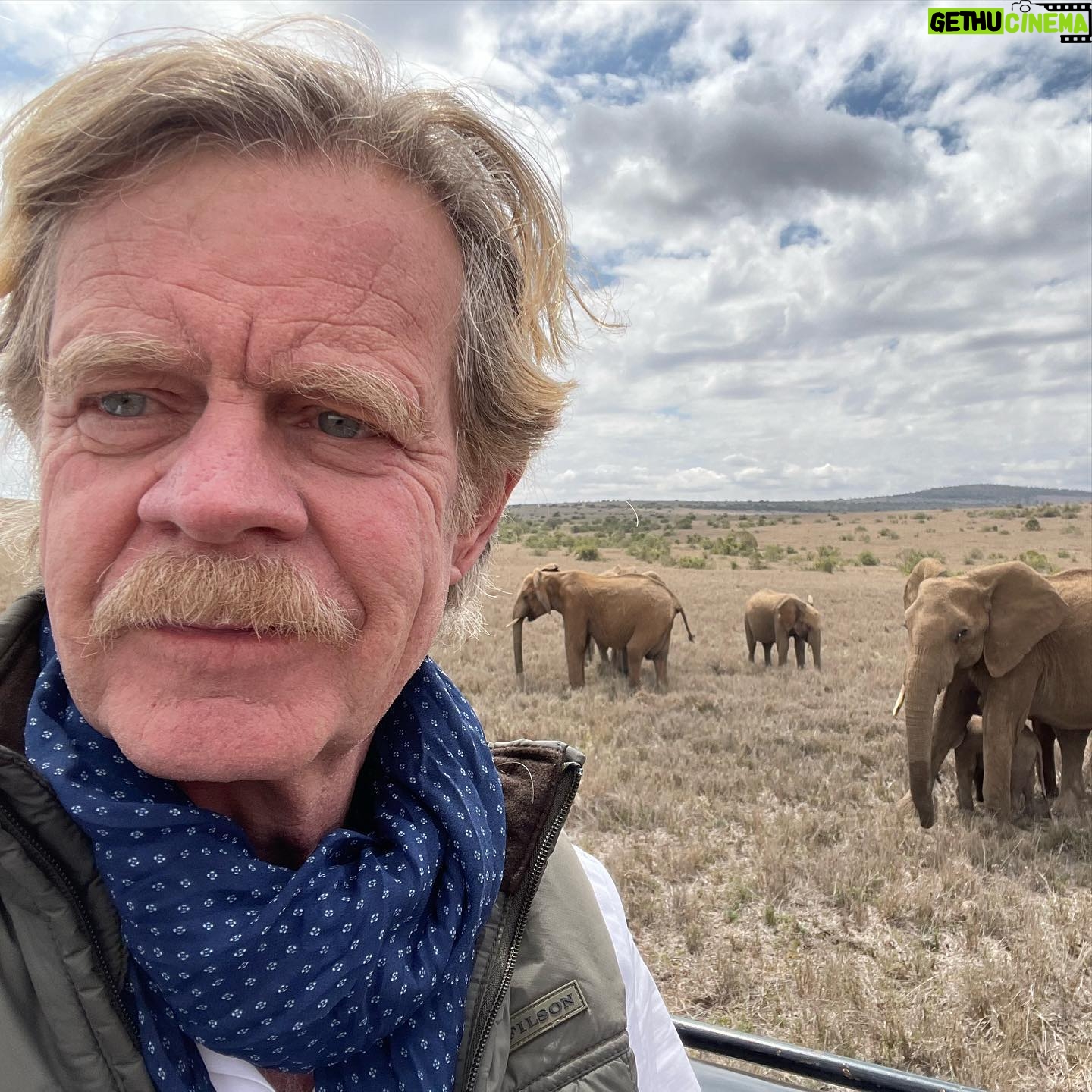 William H. Macy - 60.9K Likes - The first time I ever spoke to Felicity Huffman, she told me about a trip she had taken with her mom, sister and brother to Kenya. They rode horses across the Maasai Mara on safari for ten days and she told me amazing stories about lions and crocodiles and elephants.
Last year, my wife took our daughters, along with her brother and a couple nephews, on the same trip. The day they returned we sat on our back porch in LA as they fought their way through the fog of jet lag and told amazing stories of lions and crocodiles and elephants. Without fanfare, Flicka picked up her phone and called the safari company (Off Beat Riding Safaris) and made reservations for this summer, and she looked at me and said, āYouāre coming, Billyā. My daughters looked at me and said, āYouāre coming, Dadā. Now Iām not a horse guy, and I have a pretty serious allergy to horses ā at least thatās been my story and Iāve stuck by it, but my whole family was united that I was going on safari. So, this past May I started taking riding lessons. I guess I had twenty or twenty-five lessons in total. Some of them were fifty minutes but most were half an hour. And then June 23rd came around and I found myself in Kenya on a horse, and there were elephants beside me. And zebra and cape buffalo and lots of other scary shit, including lions, which I couldnāt see. We all took photographs constantly so I thought Iād share some of them with you, because it was a profound experience. More later. Bill