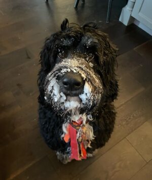 William H. Macy Instagram - My dog “Gus” in Woody Creek, CO.