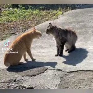 Wood Harris Instagram - No animal bangs on ops more than cats. 
The stray on attack mode. 
Slim Noble 7