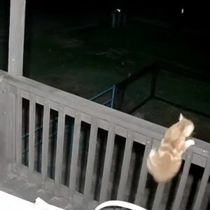 Wood Harris Instagram - This is a coyote attack, and I love dogs, but I'm coming back as a cat. If that's how it goes...
A black cat too. Lol
Slim Noble 7