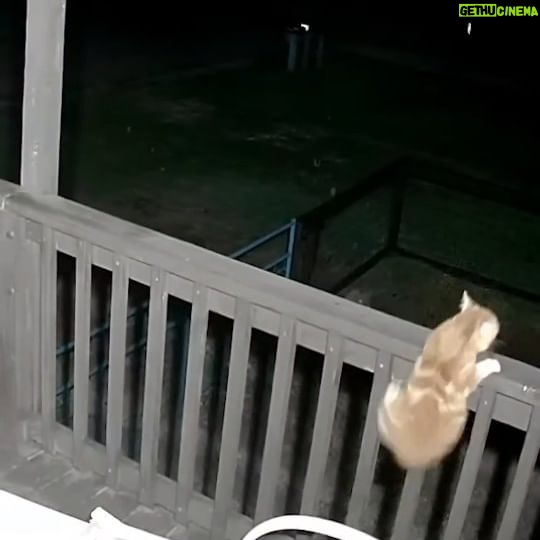 Wood Harris - 8.6K Likes - This is a coyote attack, and I love dogs, but I'm coming back as a cat. If that's how it goes...
A black cat too. Lol
Slim Noble 7