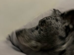 Wu Nien-hsuan Instagram - 祝大家都有個美好的明天 Night night 💤 
#dog #daughter #bed #night