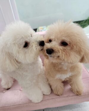 Xing Li Instagram - 今天有一個女老師為了救自己的貓貓，
逃出房子之後又返回，
結果就沒有再出來的新聞⋯

看著自己的狗狗，
想著如果是自己，
肯定也是會這樣做的，
覺得好難過，
好希望這麼令人悲痛欲絕的事情可以不再發生，
感嘆於生命脆弱且無常，
一定要珍惜身邊在乎的人事物😢

用可愛小狗來療癒今日的眾多不幸，
大家都要平安🙏🏻