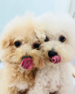 Xing Li Instagram - 今天有一個女老師為了救自己的貓貓，
逃出房子之後又返回，
結果就沒有再出來的新聞⋯

看著自己的狗狗，
想著如果是自己，
肯定也是會這樣做的，
覺得好難過，
好希望這麼令人悲痛欲絕的事情可以不再發生，
感嘆於生命脆弱且無常，
一定要珍惜身邊在乎的人事物😢

用可愛小狗來療癒今日的眾多不幸，
大家都要平安🙏🏻