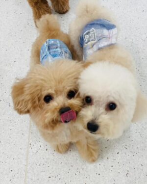Xing Li Instagram - 今天有一個女老師為了救自己的貓貓，
逃出房子之後又返回，
結果就沒有再出來的新聞⋯

看著自己的狗狗，
想著如果是自己，
肯定也是會這樣做的，
覺得好難過，
好希望這麼令人悲痛欲絕的事情可以不再發生，
感嘆於生命脆弱且無常，
一定要珍惜身邊在乎的人事物😢

用可愛小狗來療癒今日的眾多不幸，
大家都要平安🙏🏻