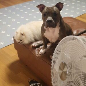 Yang Se-hyung Instagram - 옥희독희가 여러분께
잘 지내고 있다고 인사 
올린데요~~~히히^---^
즐거운하루보내세요