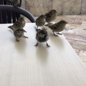 Yıldız Asyalı Instagram - Kahvaltı arkadaşlarım #birds ☺️🫶🏾😇