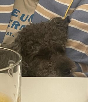 Yoo Su-bin Instagram - 👨‍👩‍👦🐶🌿☀️