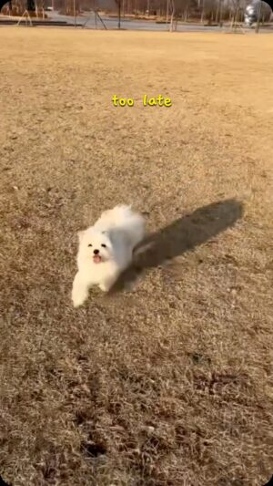 Yoon Jae-chan Instagram - Too Late - 🐶ver.