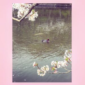 Yoshiko Sengen Instagram - ・
🌸🦆🐟
#japan 
#now
#cherryblossom 
#sakura
#blooming
#桜
#さくら
#花見
#お花見
#日本
#神社
#櫻花
#🇯🇵
#⛩
#🌸