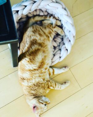 Yoshimi Tokui Instagram - 