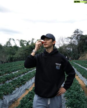 Yu-Tung Lin Instagram - ⁡
蛋糕店師傅來採收草莓啦🍓
⁡