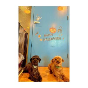 Yui Makino Instagram - 10月

一人暮らしを始めた時
玄関付近の壁にウォールステッカーを貼って季節ごとに変えていたのをふと思い出してやってみた🎃

娘さまもお犬さまもなんとなく喜んでくれてる…かな？

#ウォールステッカー貼ってみた 
#ハロウィン #1年はやすぎ ☺︎