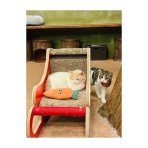 Yui Makino Instagram - 犬派か猫派かと聞かれれば
小さい頃は圧倒的猫派でした🐱

いま娘は完全猫派のようです。

皆さんはどちら派ですか？🐶🐱

#いつかの写真 
#タイミングずれた😂 
#猫の日 
#犬いるのに猫カフェ 🐾