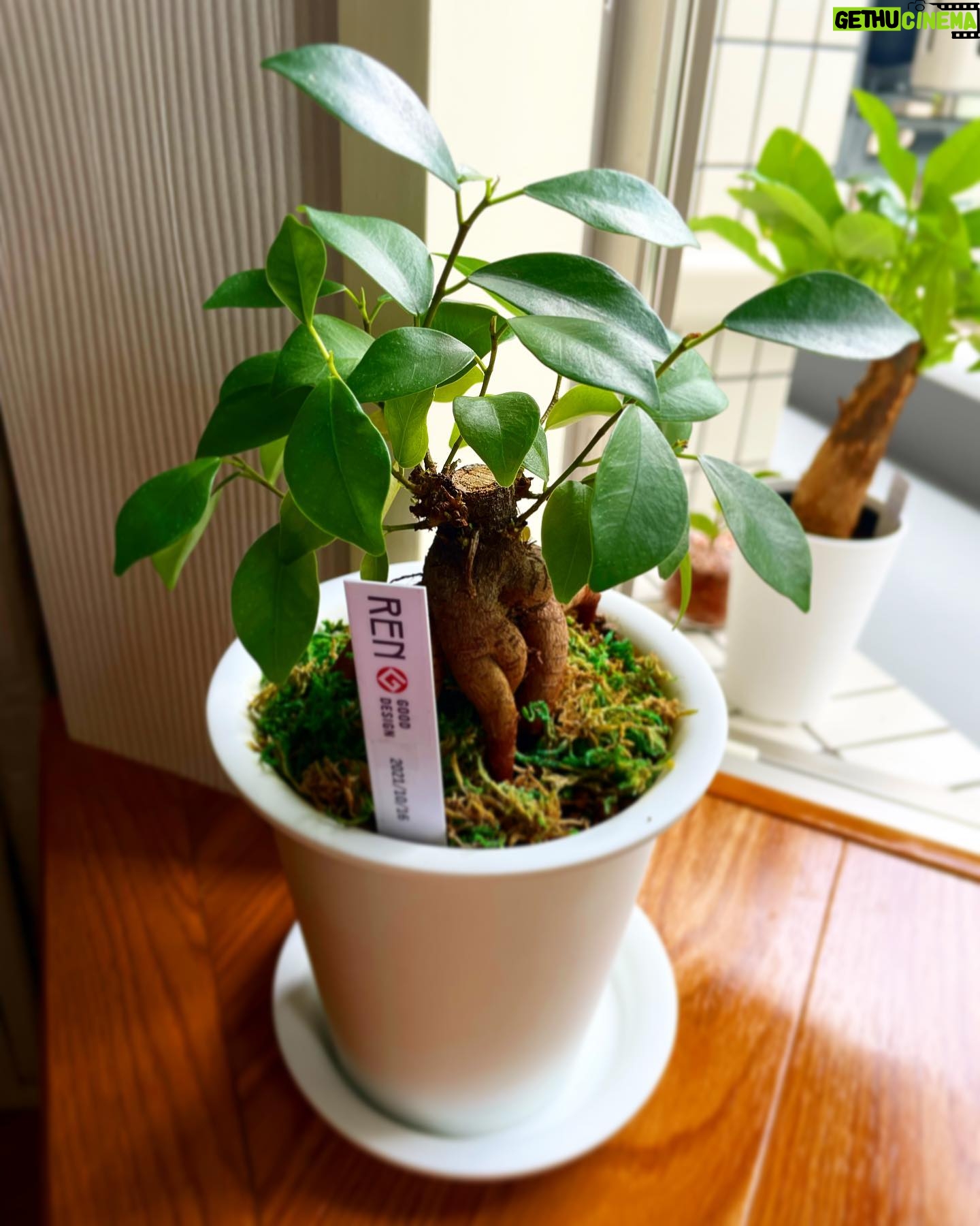 Yukiko Shinohara - 1.7K Likes - マネージャーの独り言です🌵完っ全に私事なのですが、最近引っ越しました。するとなんということでしょう。篠原からサプライズ引っ越し(お)祝いをいただきました。とっても可愛いベビーバオバブさん🌳と、30万ドルはゆうに入ってるであろう分厚い封筒…。”篠原ゆき子”という人は、心根の優しい、本当に素敵な人なんです。
…と、いうことが言いたいわけではなく、これ→🎉とこれ→🎊を、実際絵に書く人を初めて見た!ということをお伝えしたかったんです。私もこれからは🎉と🎊を手紙にどんどん描いていこうと思います!皆さんもぜひ真似してみて下さいね!!!🎉🎊
#感謝 #せっかくのSNSなんで普段の映像からは見えない人柄も載せていきたいです #ありがとうございます #篠原ゆき子 #相棒 #aibou #🎊 #🎉 #バオバブじゃなくてガジュマルだった