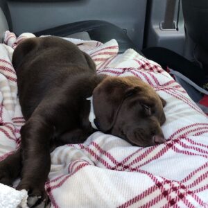 Zach Roerig Instagram - In honor of #internationaldogday I present to you: Hank Daniel Roerig, the newest addition to the Roerig family. 14 weeks old, with the paws of a grown man.