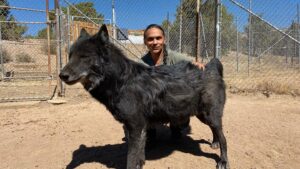 Zahn McClarnon Instagram - Had a good wonderful day hanging out with these beautiful creatures @uswolfrefuge thank you @amandabenfield74 if you feel like helping out you can donate at www.uswolfrefuge.org #loki #thunder