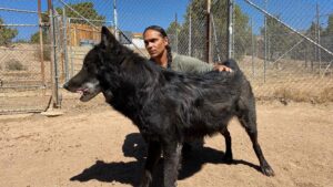 Zahn McClarnon Instagram - Had a good wonderful day hanging out with these beautiful creatures @uswolfrefuge thank you @amandabenfield74 if you feel like helping out you can donate at www.uswolfrefuge.org #loki #thunder