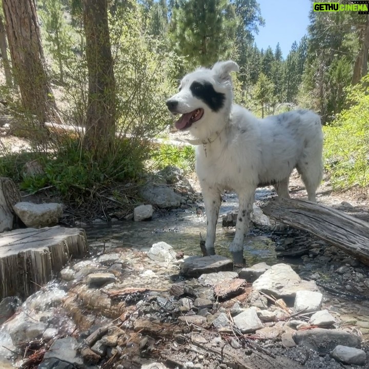Zak Bagans - 38K Likes - Even Gracie was taking in the moment…