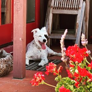 Zak Bagans Instagram - My sweet Gracie girl always happy enjoying every moment ❤️ #FurryAngel