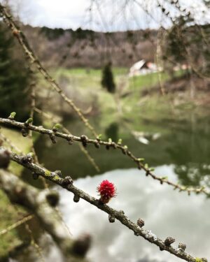 Zdenka Predná Instagram - Dnes
sme 
konečne 
boli 
vonku!🙏🏼🤍🌺.

Príroda je najväčší liečiteľ!
Kam vy chodievate najradsej?
Radi sa inspirujeme ..

1. Liecenie slnkom
2. Kalvária v dialke
3. Traja vodníci a traja koníci
4. Smrekovy kaktus🌵🌺 
5. tato fotka je tu omylom, no nedá sa vymazať, ale aspon vidite, že piknikujeme zodpovedne a @odvcely_voskove_obaly  je nám stále málo
6.🌚dnes je Nov
7. Rýchle detstvo ... @kamajoka.sk 

No to som si vymyslela.. dalej sa mi to uz nechce opisovať, veď vidíte čo je na obrázkoch.. 
Kto vidí dá mi do komentu 😵‍💫
A kto nevidí, ....🥽.. 
ale hlavne tie miesta kde chodíte mi napíšte!
🌂🙋🏻‍♀️
