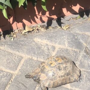Zerrin Sümer Instagram - Yolda karşılaştık bayramlaştık , sizlere de iyi bayramlar diliyoruz 🙏😁