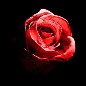 d4vd Instagram - Romantic Homicide Live Version - December 8th 🥀 

You guys have been going CRAZY for this version since the beginning of the year 😭 sorry i didn't drop it sooner but its 5 days away now ❤️

Thank you for so much love on tour, this one is special 🥹