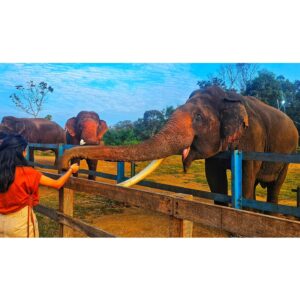 nithya gowda Instagram - Falling love with all over again🐘❤️
#nithyagowda✨ #coorg