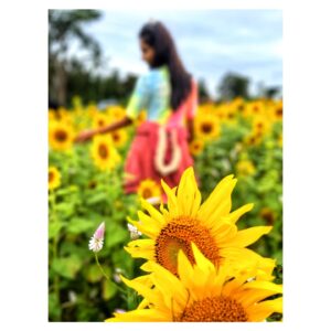 nithya gowda Instagram - I wish my life had background music so I could understand what the hell is going on.🙃
#nithyagowda✨
#sunflowers🌻