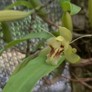 Aanan Boonnak Instagram - Coelogyne fimbriata เอื้องเทียนใบรี หอมอ่อนๆ ทำฝักไว้เพื่อขยายแล้ว เสียงมาจากน้ำในฝาย :)