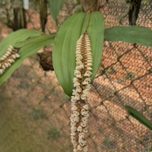 Aanan Boonnak Instagram - Pholidota inbricata เอื้องกาบดอก เอื้องสายสร้อย ไม่หอมครับ :)