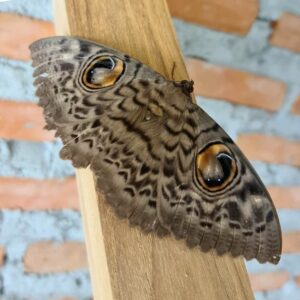 Aanan Boonnak Instagram - The great owl moth ผีเสื้อมอธตานกฮูก :)