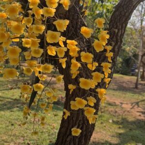 Aanan Boonnak Instagram - Dendrobium lindleyi เอื้องผึ้ง หอมอ่อนๆ :)