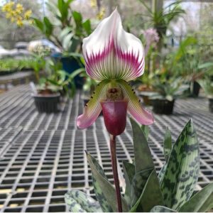Aanan Boonnak Instagram - Paphiopedilum callosum รองเท้านารีคางกบ :)