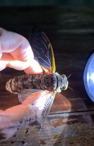 Aanan Boonnak Instagram - Cicadas จักจั่น :)