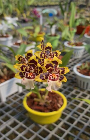Aanan Boonnak Instagram - Oncidium wild cat ไม่หอมครับ :)